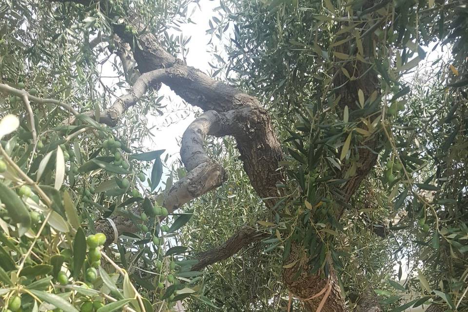 Il Borgo della Marinella