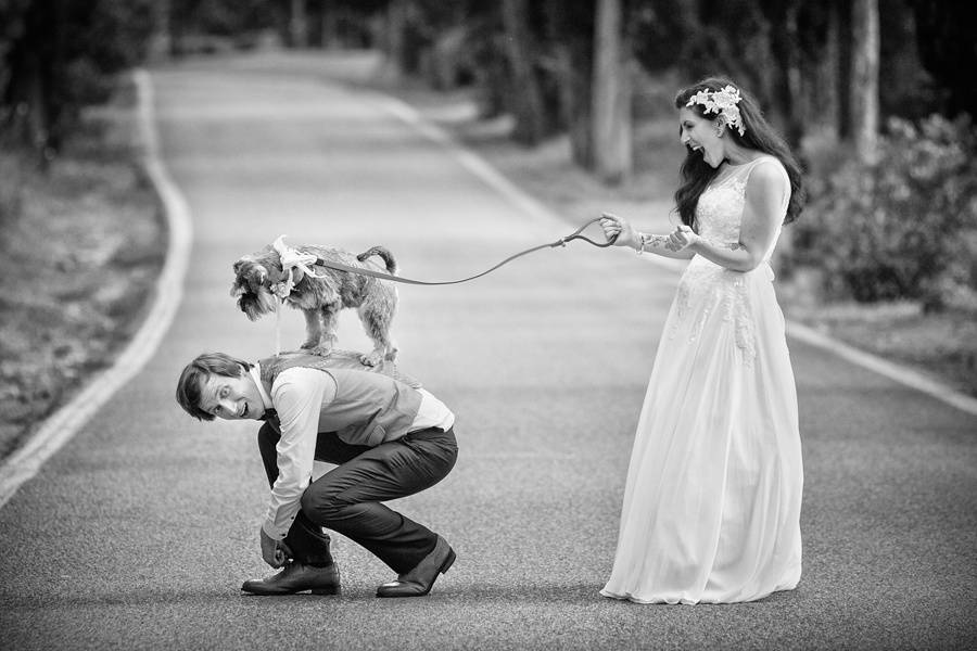 Dog and wedding