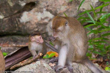 Macachi nel borneo malese