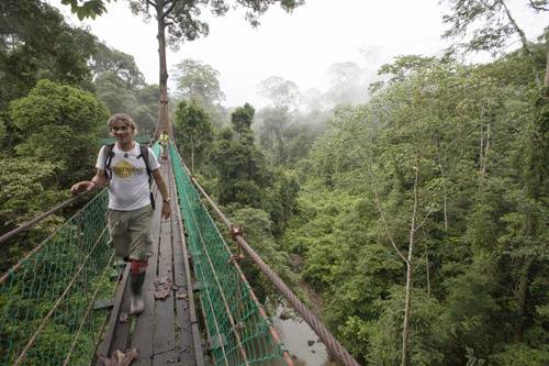 Canopy walk