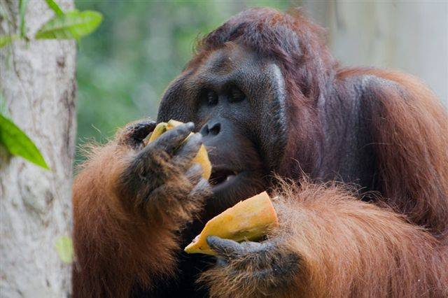 Orango del Borneo