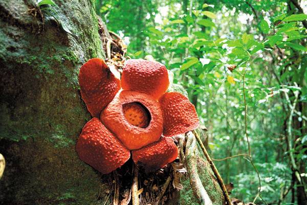 Rafflesia, il fiore più grande al mondo