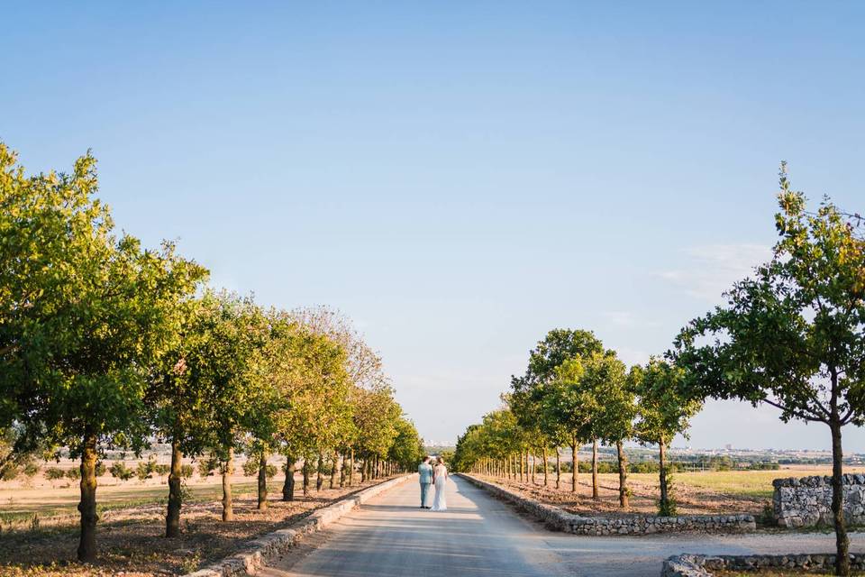 Un Viale di Querce e Lecci