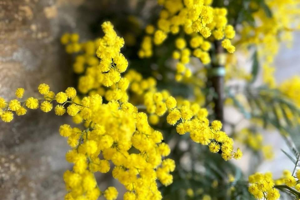 Mimose