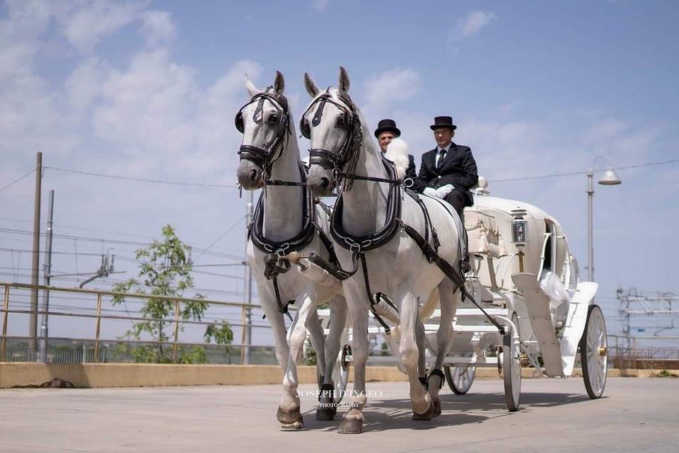 Carrozza con cavalli bianchi