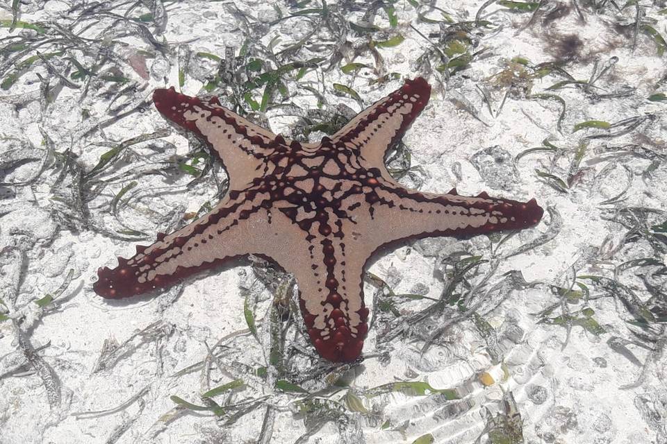 Starfish