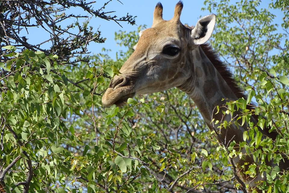 Namibia