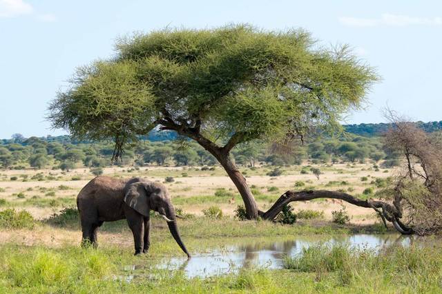Safari a Zanzibar