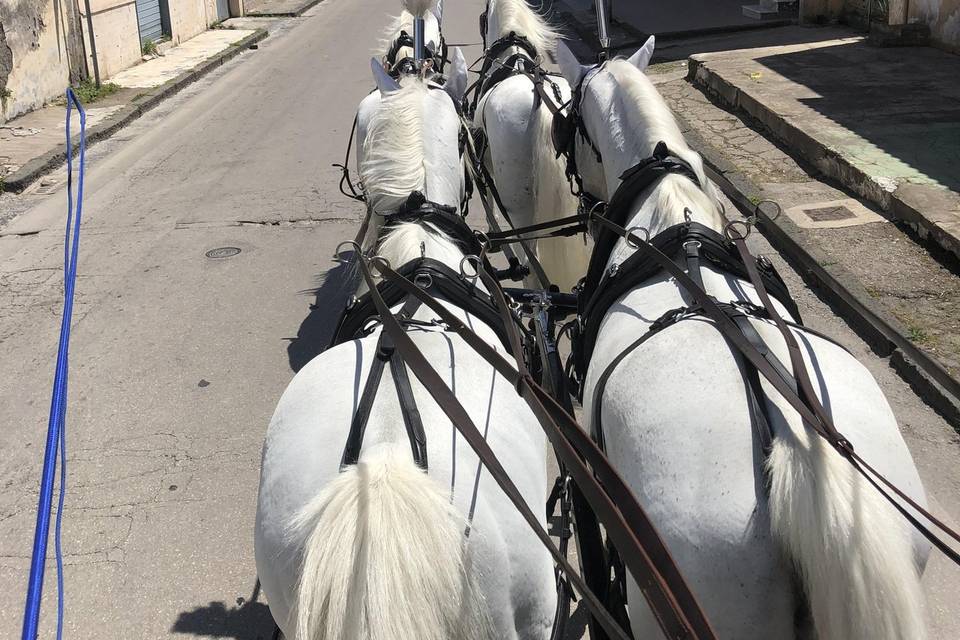 4 splendidi cavalli bianchi