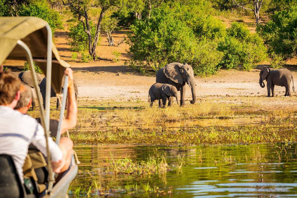 Safari in Africa