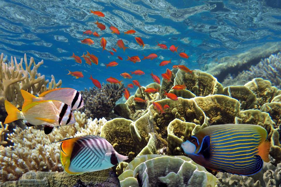 Mare cristallino alle Maldive