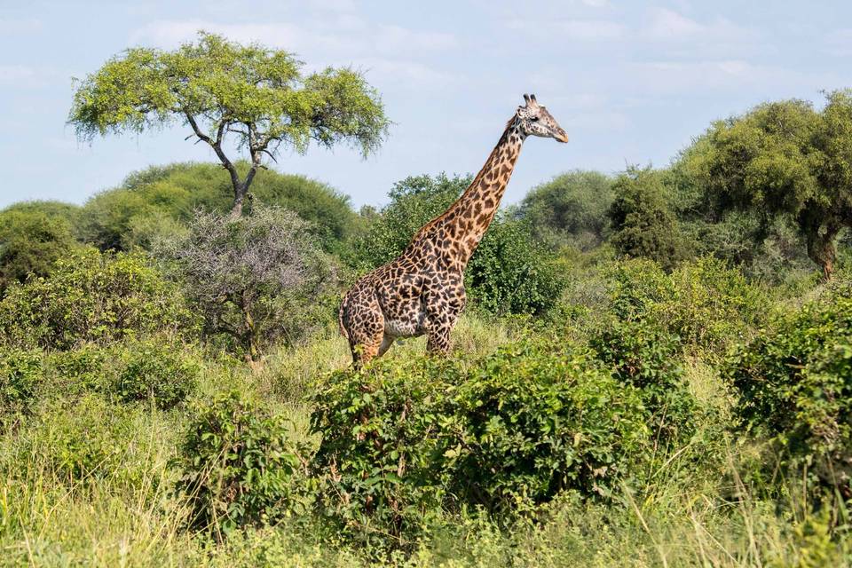 Safari a Zanzibar