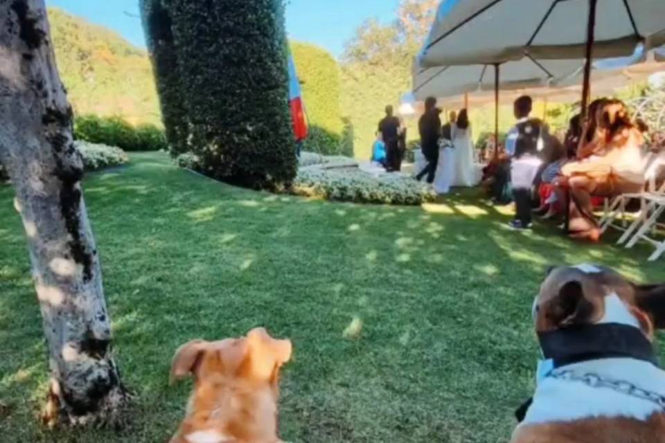 WeddingDogsitter