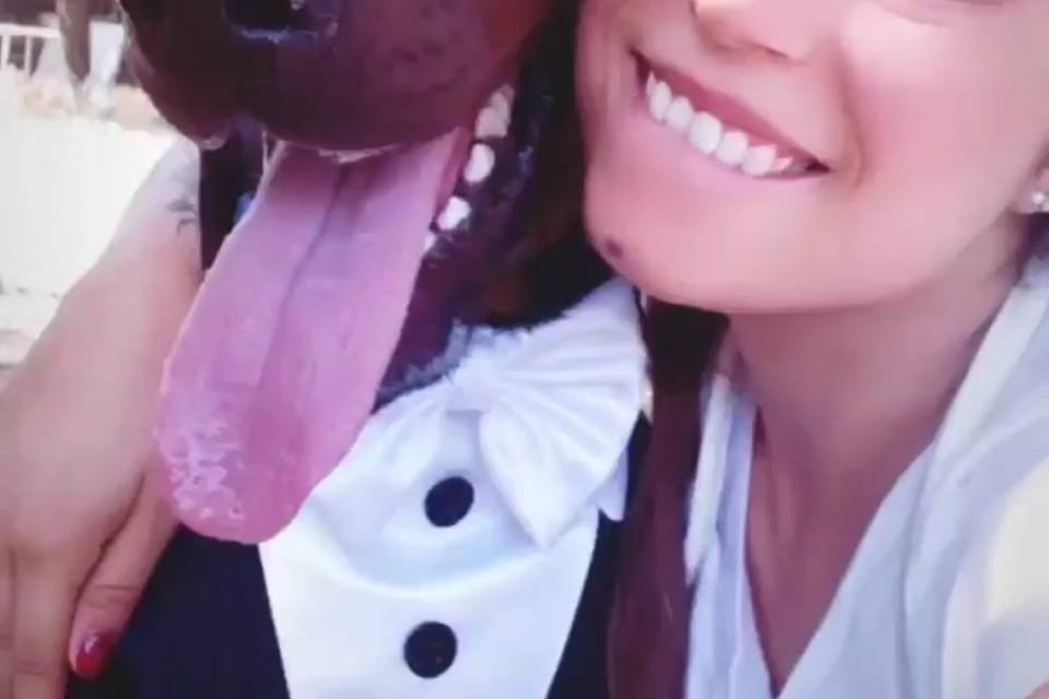 WeddingDogsitter