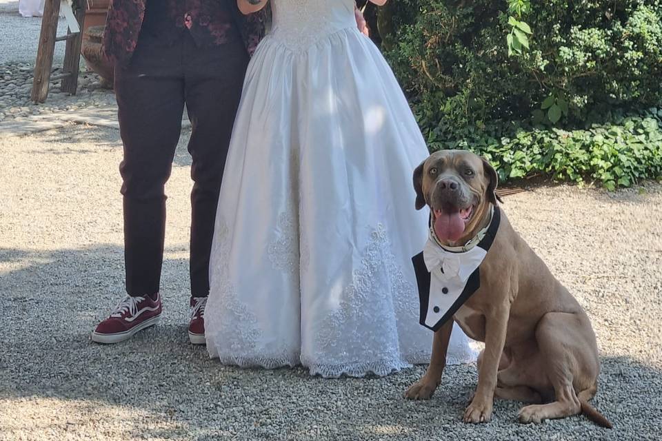 WeddingDogsitter