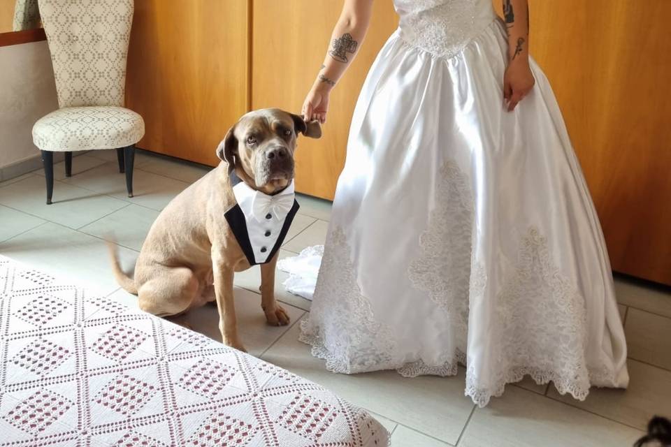 WeddingDogsitter