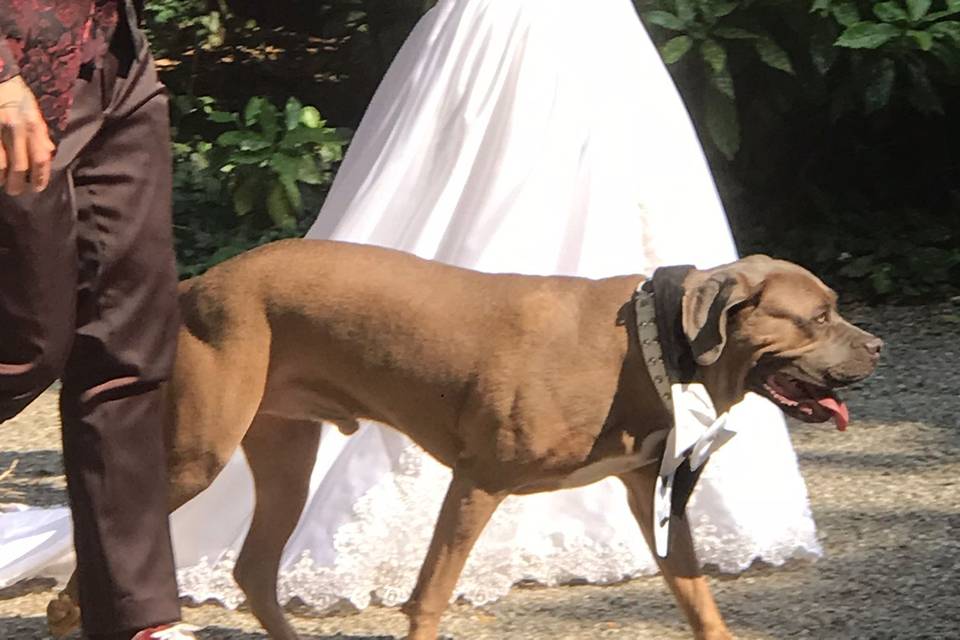 WeddingDogsitter