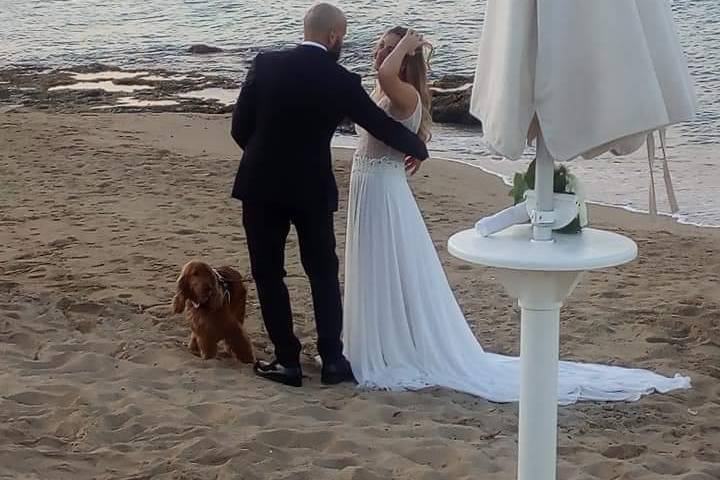 Dog Walker Bari- Wedding Dog Sitter