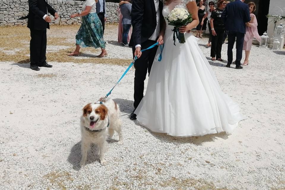 Dog Walker Bari- Wedding Dog Sitter