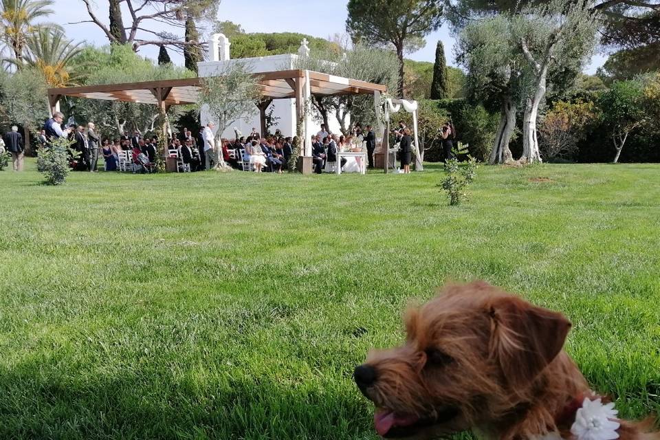 Dog Walker Bari- Wedding Dog Sitter