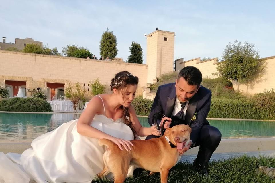 Dog Walker Bari- Wedding Dog Sitter