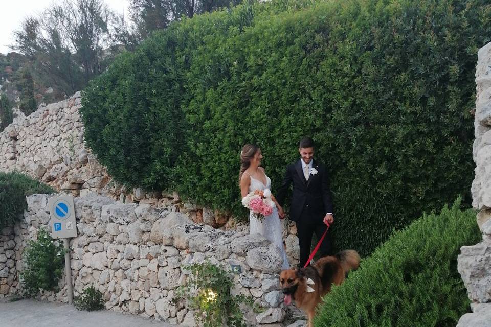 Dog Walker Bari- Wedding Dog Sitter