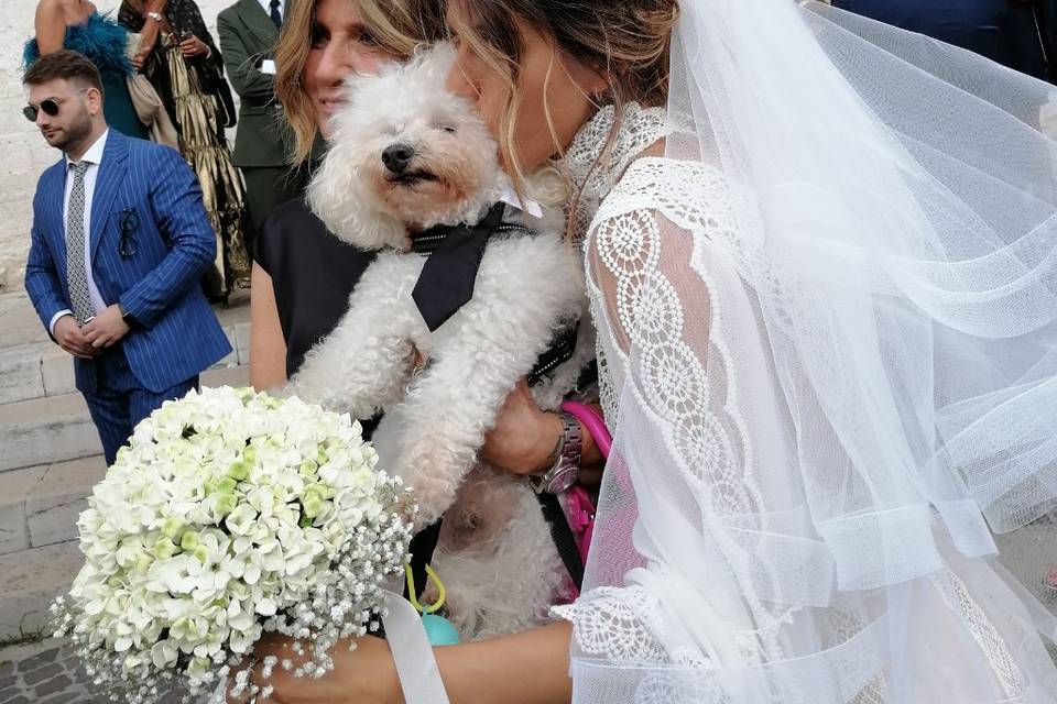 Dog Walker Bari- Wedding Dog Sitter