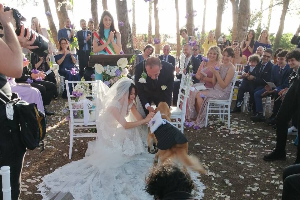 Dog Walker Bari- Wedding Dog Sitter