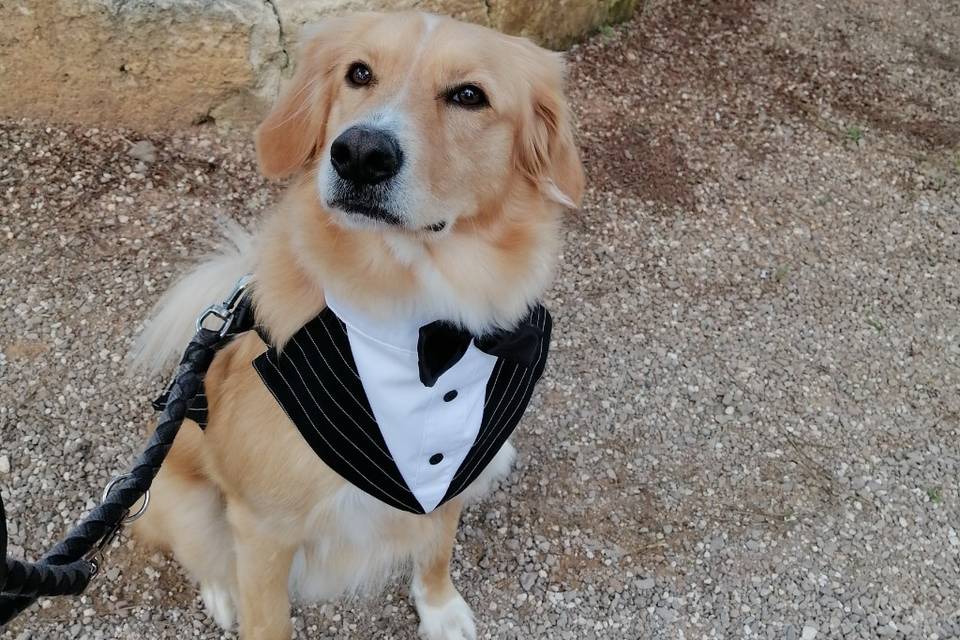 Dog Walker Bari- Wedding Dog Sitter