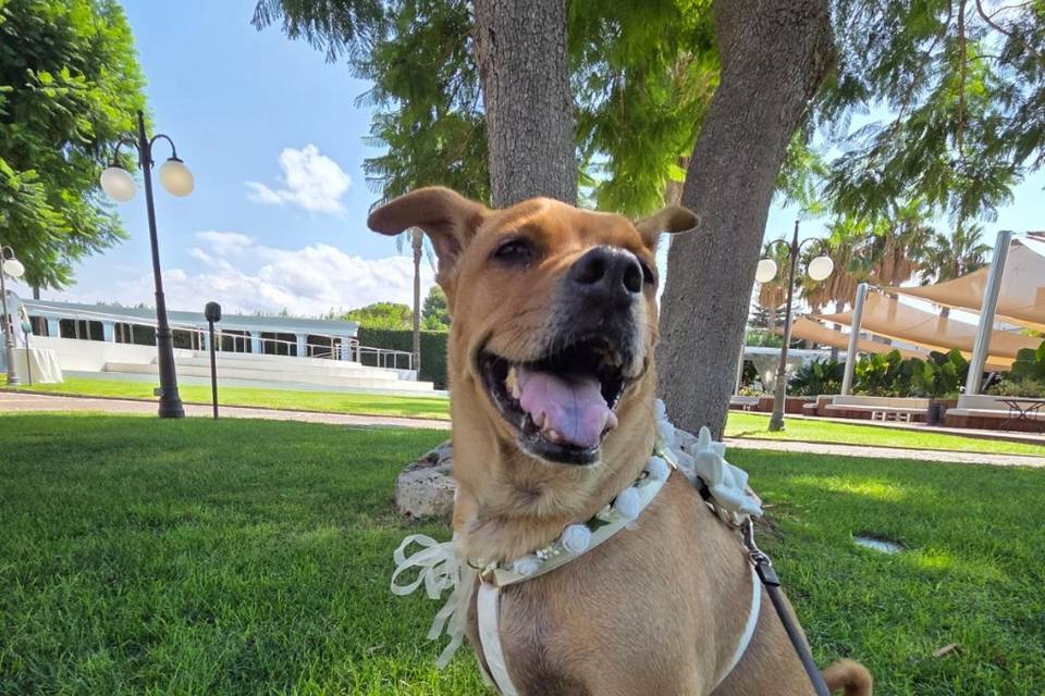 Arya