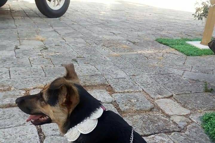 Dog Walker Bari- Wedding Dog Sitter