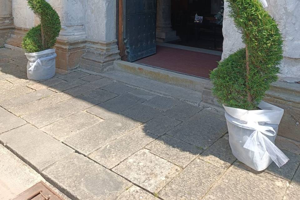 Piante a noleggio
