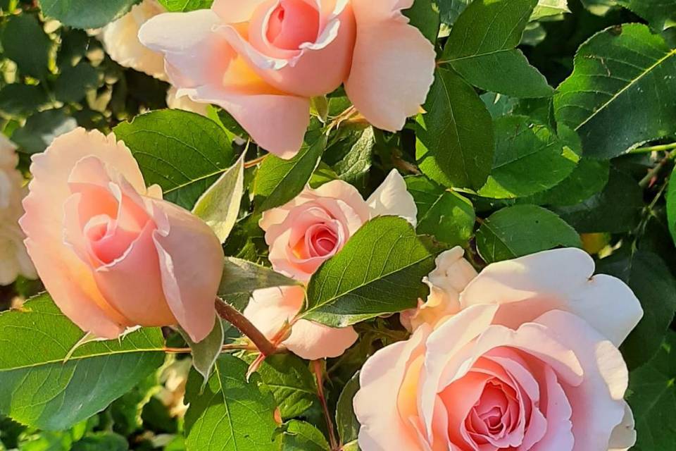 Le nostre rose