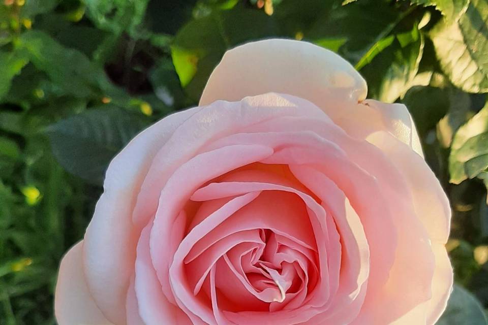 Rosa