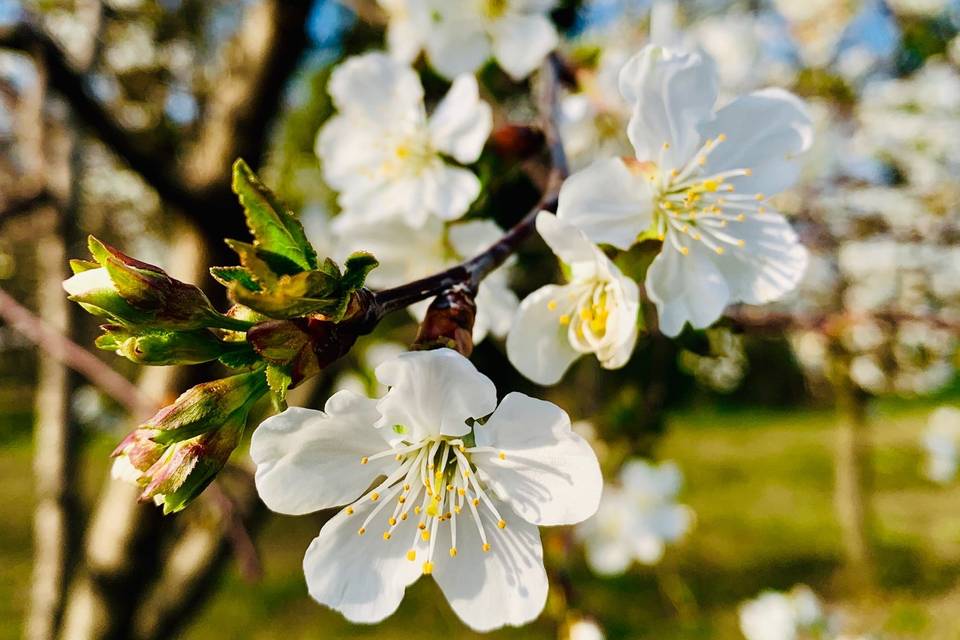 Amarene in fiore