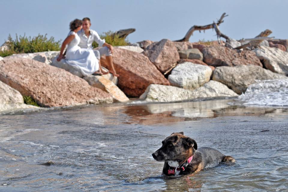 Matrimonio-Cane