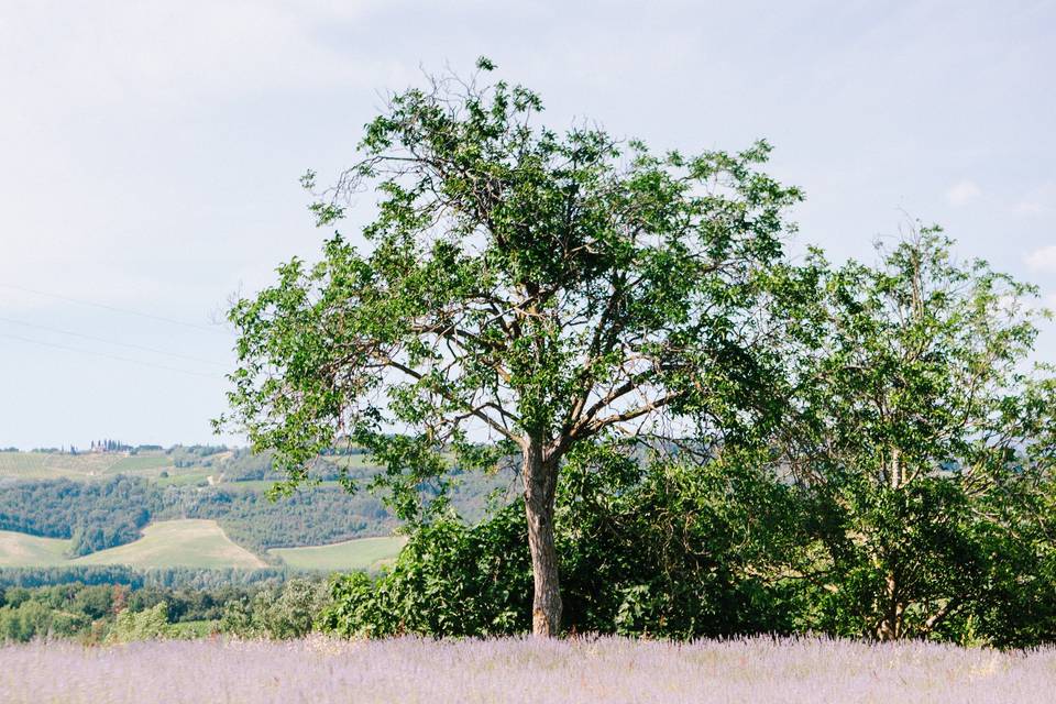 Bomboniere Naturali con Lavanda