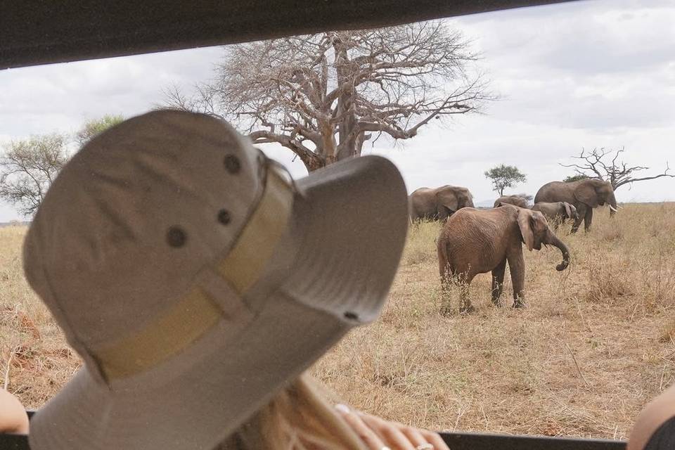 Safari