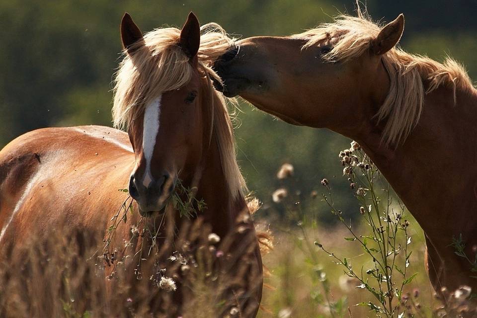 I nostri amati cavalli