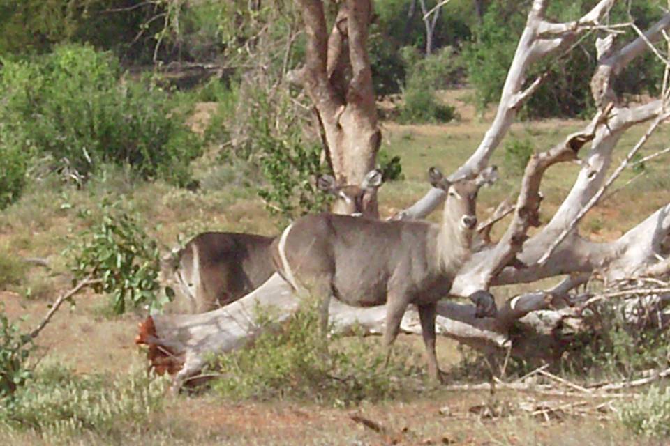 KENYA - SAFARI TSAVO EST