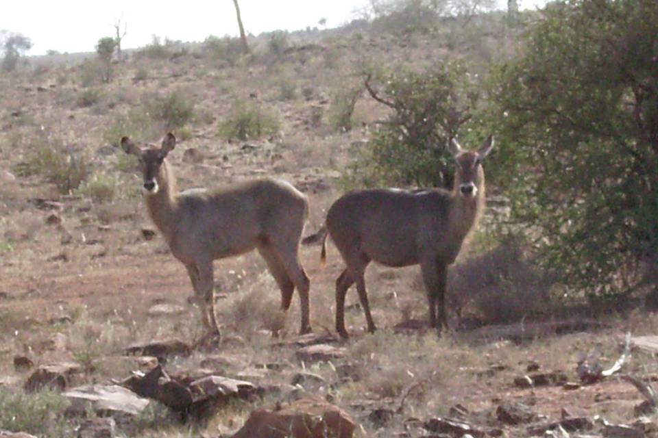 KENYA - SAFARI TSAVO EST