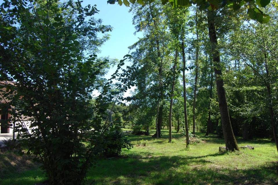 Area boschiva
