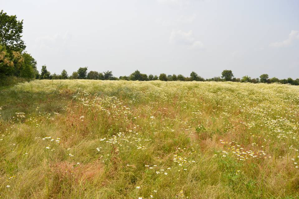 Cascine Orsine