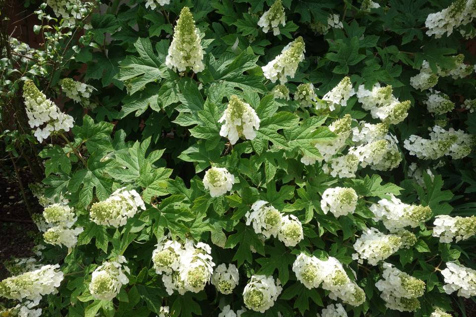 Fiori alla Torre di Batibò