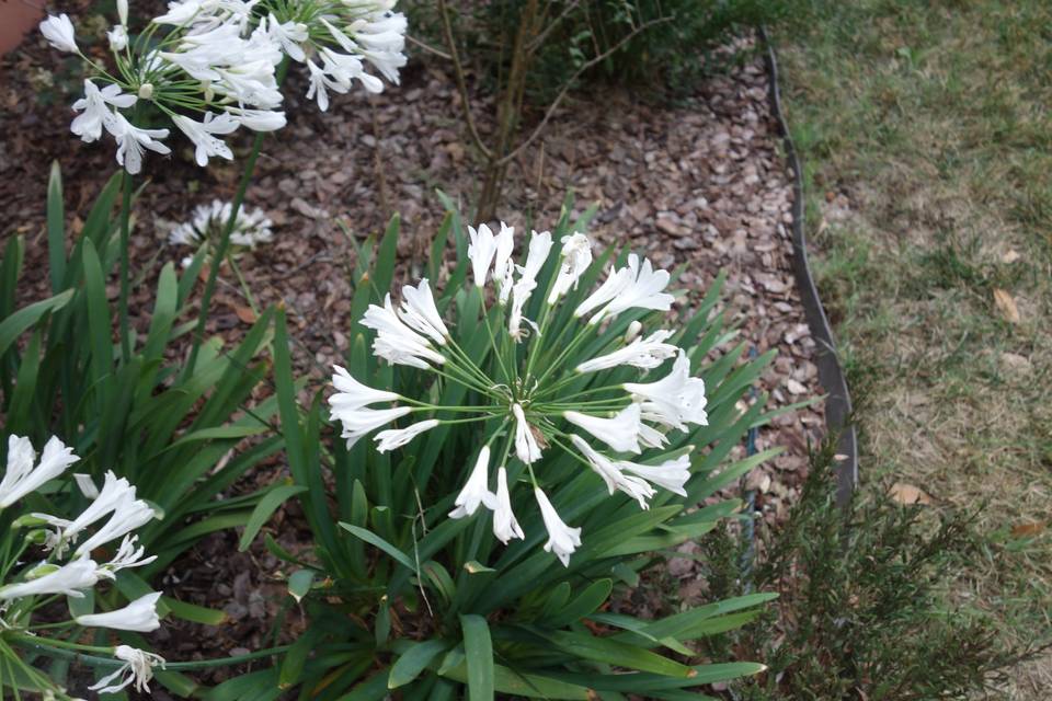 Fiori alla Torre