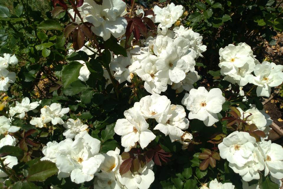 Fiori alla Torre di Batibò