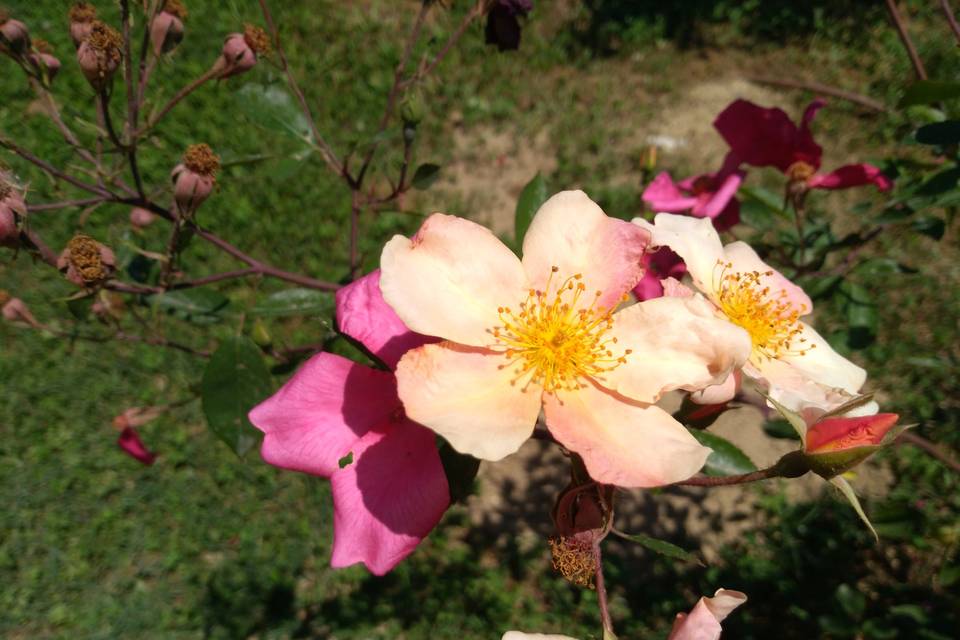 Rose alla Torre di Batibò