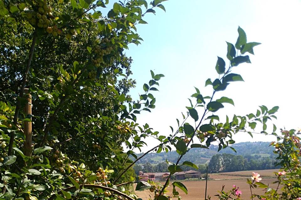 Rose alla Torre di Batibò