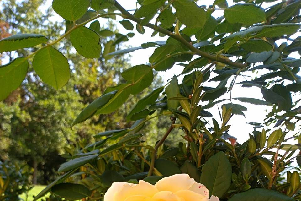 Rose alla Torre di Batibò