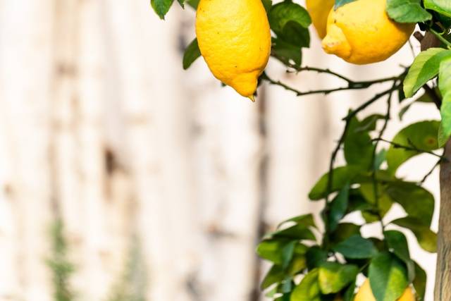 Il giardino